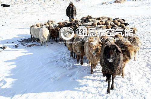 新疆：牛羊也“发福”，空气能开启采暖立异时代